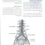 PDF آمادگی جهت آزمون بورد و ارتقاء زنان 1402