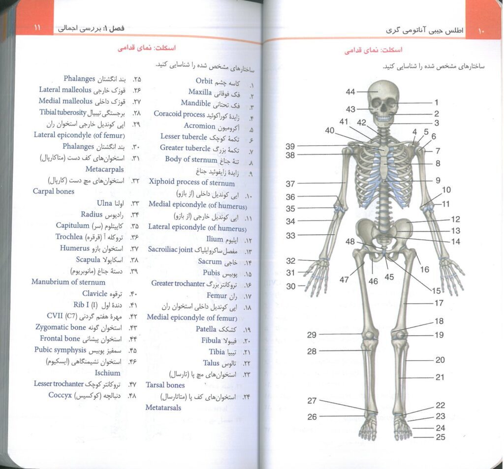 فلش کارت آناتومی گری - اطلس جیبی آناتومی گری 2024