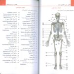 فلش کارت آناتومی گری - اطلس جیبی آناتومی گری 2024