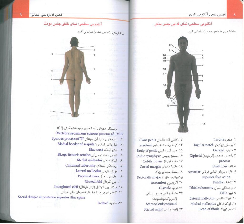 فلش کارت آناتومی گری - اطلس جیبی آناتومی گری 2024