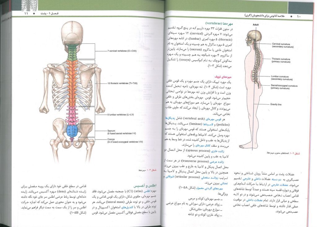 QRS | خلاصه آناتومی گری برای دانشجویان 2024 - دکتر شیرازی