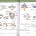 QRS | خلاصه آناتومی گری برای دانشجویان 2024 - دکتر شیرازی